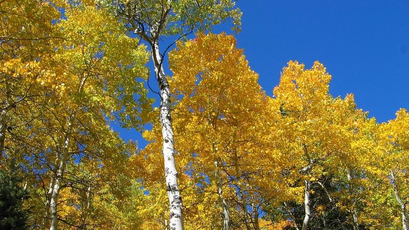 Ein Wald mit hohen Birkenbäumen, deren Blätter in leuchtendem Gelb erstrahlen, unter einem klaren blauen Himmel.