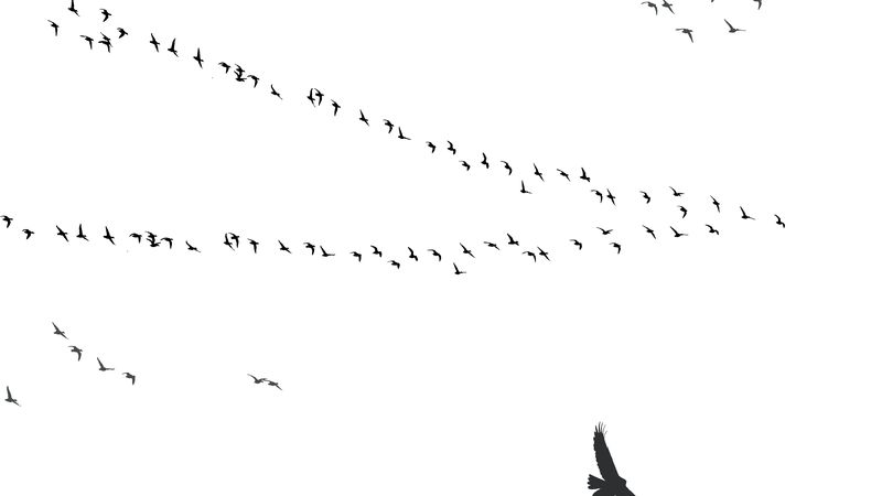 Wohin fliegt der Schwarm?