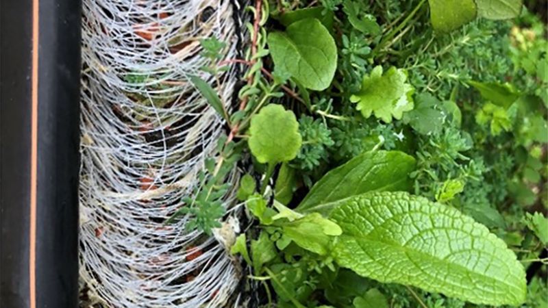 Eine Dachrinne neben der ein üppiger Pflanzenbewuchs zu sehen ist.