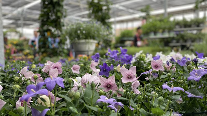 Ein lebendiges Bild von lila und rosa Blumen in einem Gewächshaus, umgeben von üppigem Grün.