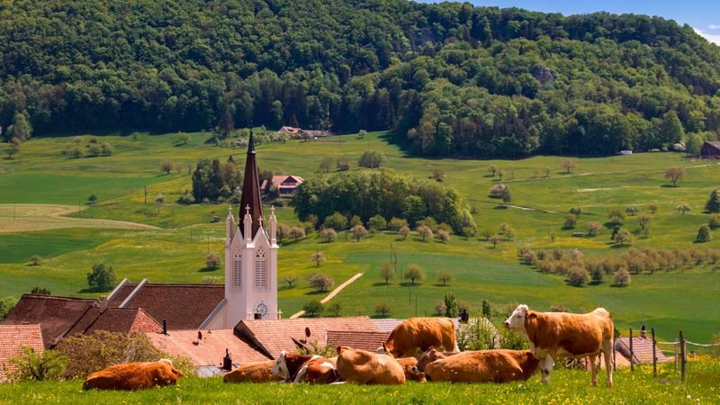 Mehrere Kühe liegen und grasen auf einer blühenden Frühlingswiese im Vordergrund, dahinter ragen die Dächer eines kleinen Dorfes und eine weiße Kirche mit spitzem Turm auf. Im Hintergrund erstrecken sich sanfte, bewaldete Hügel und grüne Felder unter klarem blauem Himmel, die eine ruhige ländliche Idylle bilden. Hauptmotiv: Kühe.