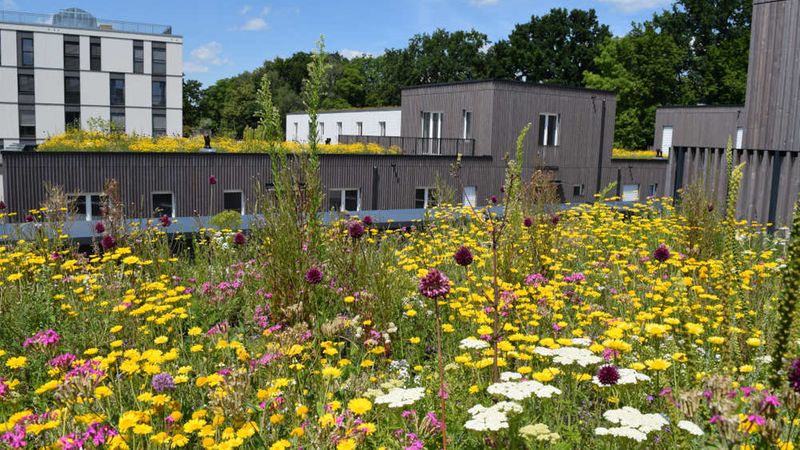 Eine lebendige Dachbegrünung mit einer vielfältigen Wildblumenwiese, die in leuchtendem Gelb, Rosa und Weiß blüht, vor dem Hintergrund moderner Holz- und Betongebäude unter einem sonnigen Himmel.