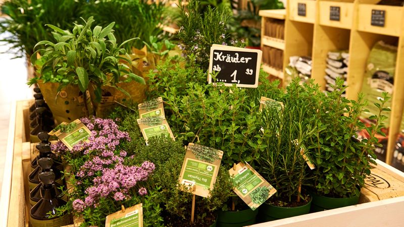 Eine Auswahl an frischen Kräutern in einem Blumengeschäft, präsentiert in Töpfen mit Preisschildern.