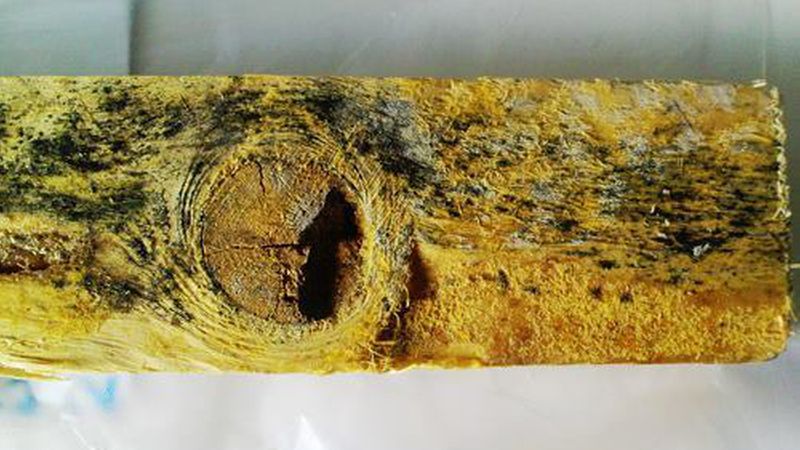 Schimmel auf Holz ist leicht zu erkennen: das Holz ist fleckig oder ist mit einem Schleier belegt. Bei der Entfernung wird die Oberfläche mit einem abrasiven Verfahren (zum Beispiel Trockeneisstrahlen) gereinigt. Daher lässt sich Schimmel an schwer zugänglichen Stellen nicht gut entfernen. (Bild: Constanze Messal)