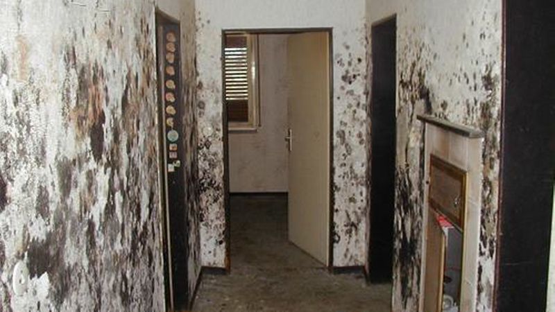 Krasser flächiger Befall an mehreren Wänden. In solchen Fällen muss ein Gutachter zu Rate gezogen werden. Solche Räume dürfen auf keinen Fall mehr bewohnt werden. (Bild: GUP GmbH & Co. KG, www.bauschadstoff.de)