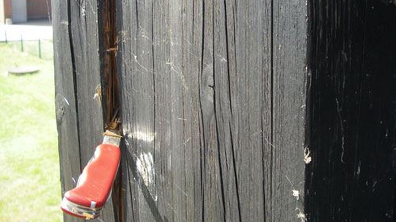 Das Holz ist teilweise so morsch, dass mann mit einem Taschenmesser ganz einfach hineinstechen kann. Bild: Hans Schmidt