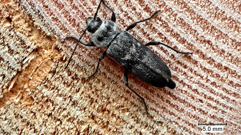 Abb. 2a: Weiblicher Käfer