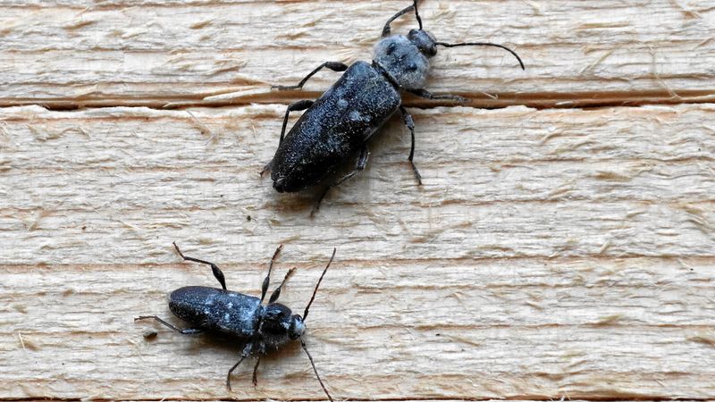 Abb. 2b: Größenvergleich Weibchen (oben im Bild) und Männchen (unten)