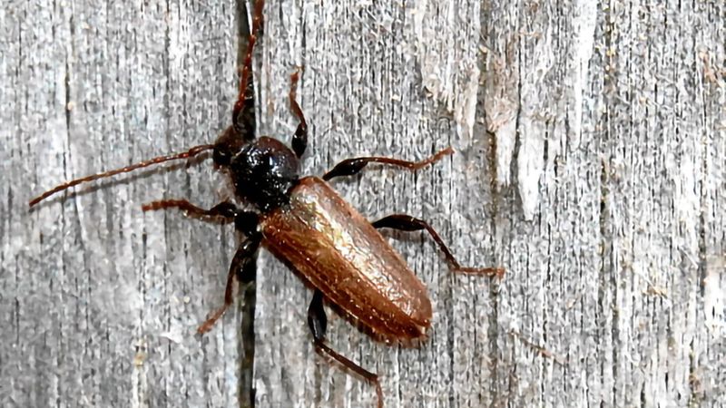 Abb. 2c: Männlicher Käfer