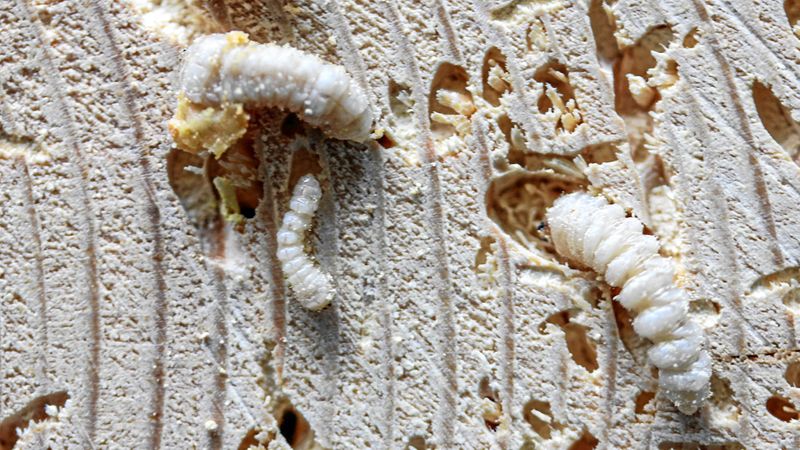 Abb. 3: Larven unterschiedlicher Größe