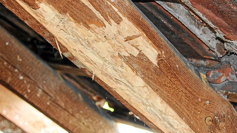 Abb. 4a: Fraßschäden an Dachsparren