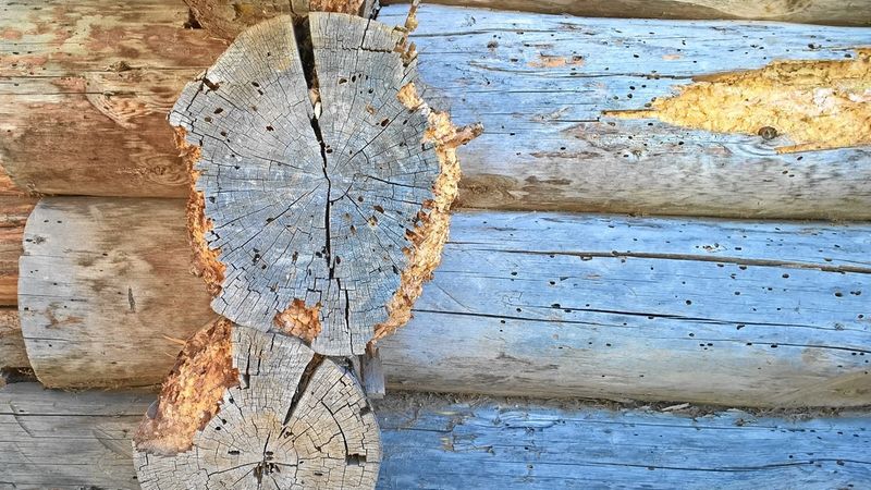 Abb. 4d: Ausschlupflöcher an bewittertem Sichtfachwerk