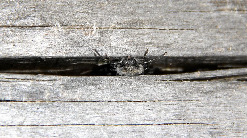 Abb. 5: Käfer verbirgt sich in einem breiten Schwundriss