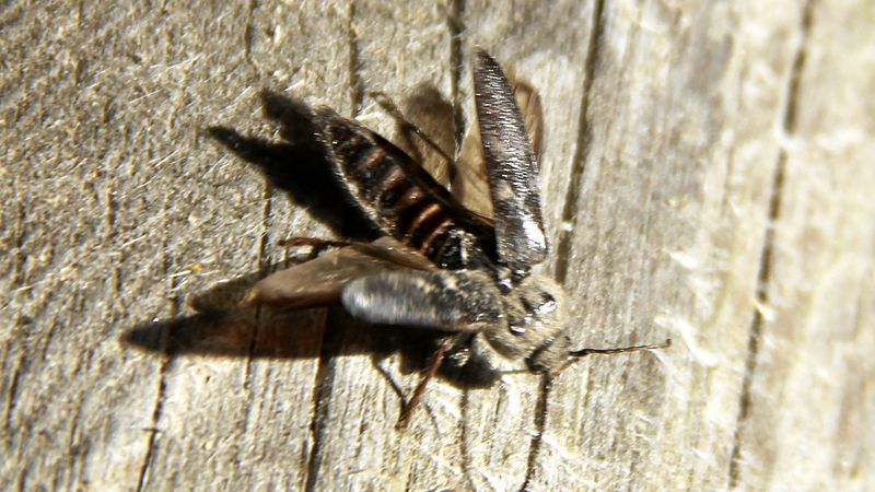 Abb. 6: Abfliegender Käfer