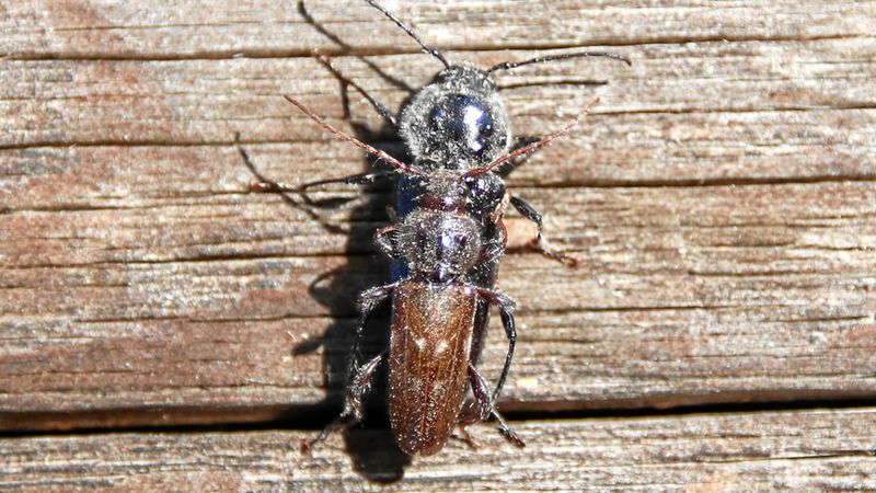 Abb. 7a: Paarung (Draufsicht)