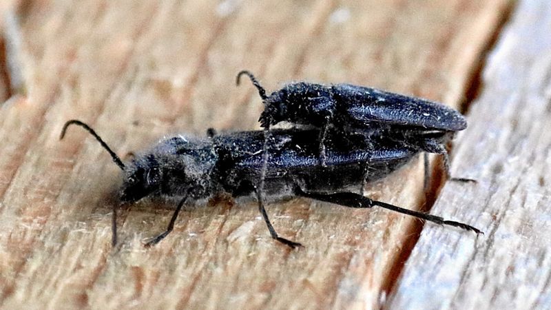 Abb. 7b: Paarung (Seitenansicht)