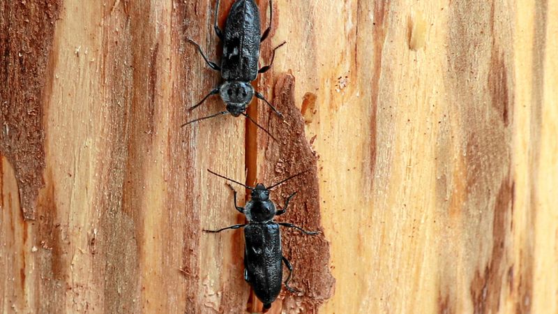 Abb. 8a: Zwei Weibchen bei der gleichzeitigen Eiablage an abtrocknendem frischem Rundholz