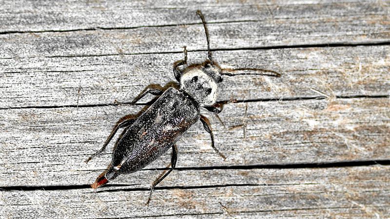 Abb. 8b: Weibchen bei der Eiablage an älterem Holz.