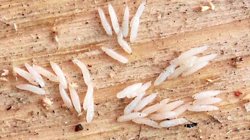 Abb. 8c: Einzelnes Eigelege.