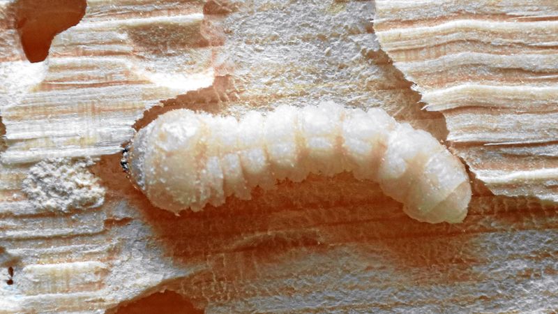 Abb. 9: Ältere Larve in freigelegtem Fraßgang