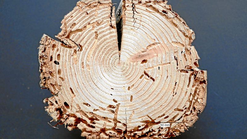 Abb. 11b: Fraßschäden an einem Kiefernholzbalken.