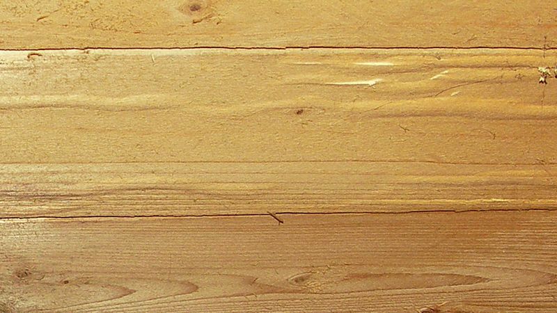 Abb. 11b: Fraßschäden an einem Kiefernholzbalken.