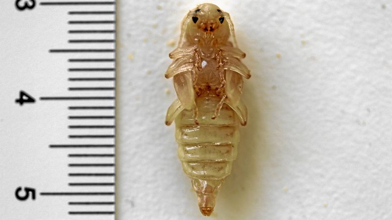 Abb. 13: Bohrmehlauswurf in Dachstuhl.