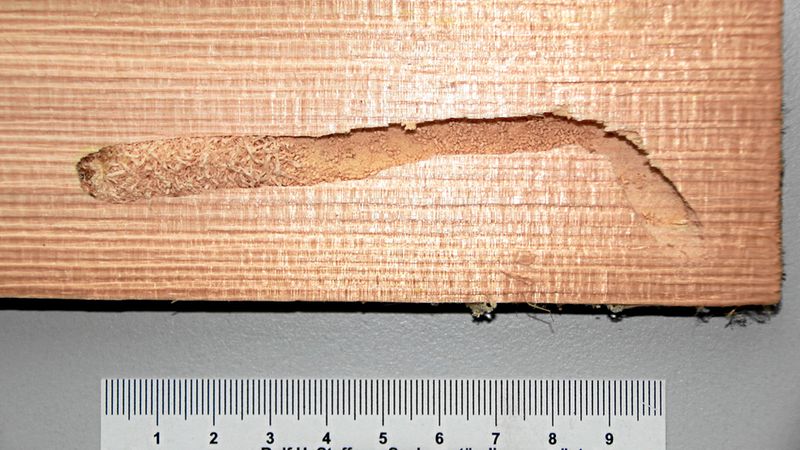 Abb. 14b: Verlassene Puppenwiege.