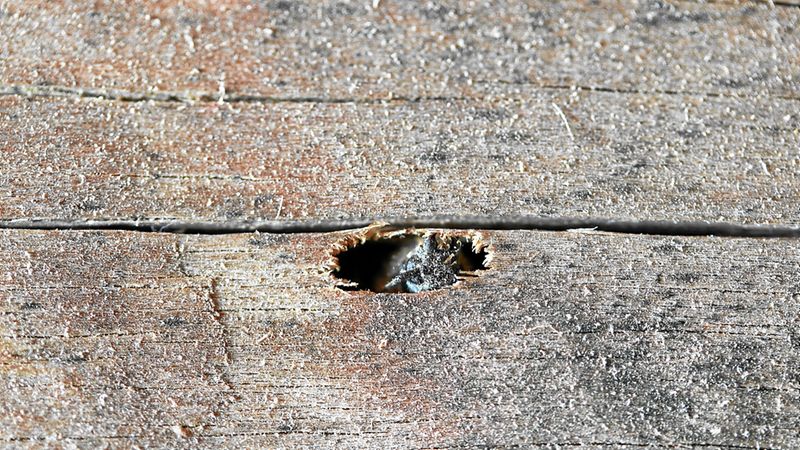 Abb. 15a: Käfer fertigt Ausschlupfloch.