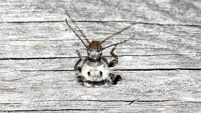 Abb. 15b: Ausschlüpfender Käfer.